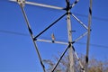 Athene cunicularia standing on the tension tower under the sun Royalty Free Stock Photo