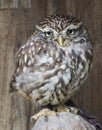 Athene noctua Royalty Free Stock Photo