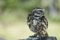 Athene Noctua aka Little Owl