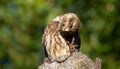 Athene noctua, Little owl. The bird funny tidies its feathers
