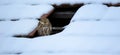 Athene noctua the little owl sits in the snow in the winter in a hole in the roof and watches the surroundings Royalty Free Stock Photo