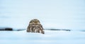 Athene noctua the little owl sits in the snow in the winter in a hole in the roof and watches the surroundings Royalty Free Stock Photo