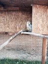 Athene noctua - owl - civetta in the cage Royalty Free Stock Photo