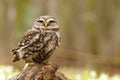 Athene noctua owl Royalty Free Stock Photo