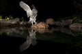 Athene noctua owl, Little Owl, in flight, with reflection in the water Royalty Free Stock Photo