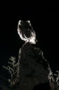 Athene noctua owl, on a rock at night, Little Owl Royalty Free Stock Photo