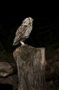 Athene noctua owl, perched on stick , Little Owl Royalty Free Stock Photo