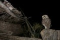 Athene noctua owl, old ruined house, Little Owl