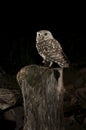 Athene noctua owl, old ruined house, Little Owl