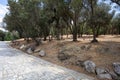 Athens, Greece. Cobblestone pathway to Acropolis and greek flora, in a sunny spring day Royalty Free Stock Photo