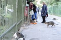 Athens, Greece / Dec 16.2018 An elderly man and a woman are fed homeless animals, cats, dogs. The concept of mercy, kindness Royalty Free Stock Photo