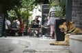 Dog waits for owner to finish coffee in Plaka district at streetside cafe