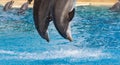 Athens Greece, March 2nd 2020, Two Bottle Nosed Dolphins Leap From the Water With Their Heads Down