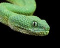 Atheris chlorechis Royalty Free Stock Photo