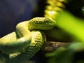 Atheris nitschei, Great Lakes bush viper Royalty Free Stock Photo