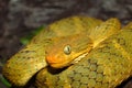 Atheris squamigera variable bush viper Royalty Free Stock Photo