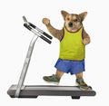 Dog in yellow t-shirt on treadmill