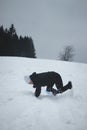 Athlete falls from a plastic snowboard and falls hard on the snow and sprawls. The boy`s board got stuck and it threw him out and