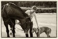 The athlete holds the reins of the stallion, which is dragging its muzzle towards the dog Royalty Free Stock Photo