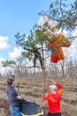 The athlete after landing on a paraglider landed on a pine tree