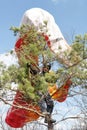 The athlete after landing on a paraglider landed on a pine tree