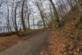 Athlete trailrunning through a forest