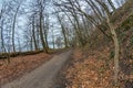 Athlete trailrunning through a forest