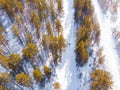 Athlete trains cross country skiing in winter on snow covered track in forest stadium. Aerial top view Royalty Free Stock Photo