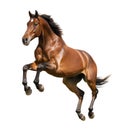 Powerful brown horse raising forelegs in air Royalty Free Stock Photo