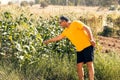 An athletic elderly man senior farmer standing in maize field inspecting corn cobs to be sure it is ready for picking. Royalty Free Stock Photo