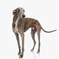 athletic greyhound dog with long skinny legs looking away and standing Royalty Free Stock Photo