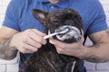 Dog brushing their teeth close-up. toothbrush with toothpaste Royalty Free Stock Photo