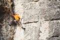 Man climbs a rock.