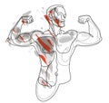 Athletic man torso vector linear illustration, male beauty with perfect muscular fit body posing, artistic drawing of fitness Royalty Free Stock Photo