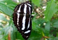 Athyma kanwa is a genus of brush-footed butterflies