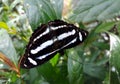 Athyma kanwa is a genus of brush-footed butterflies. They are commonly known as the