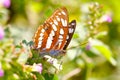 A Athyma perius stop on flower