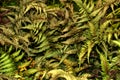 Athyrium with colorful fronds, japanese painted fern Royalty Free Stock Photo