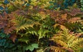 Athyrium filix-femina in the autumn .