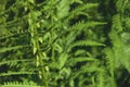 Athyrium filix-femina or Common Lady-fern close-up. Young fresh leaves of fern. Nature background Royalty Free Stock Photo