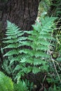 Athyrium filix-femina fern grows in nature