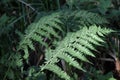 Athyrium filix-femina fern grows in nature