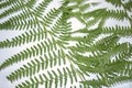Athyrium filix-femina fern leaves still life Royalty Free Stock Photo