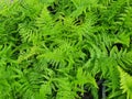 Athyrium filix-femina Fresh green leafy fern likes succulent leaves with spores under the leaves. Royalty Free Stock Photo