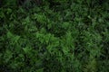 Athyrium filix-femina , Lady fern Royalty Free Stock Photo