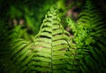 The lady fern. Beautiful natural pattern of the vivid green lush fern thickets close-up. Plant background.