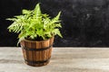 Athyrium filix-femina, the lady fern in a pot