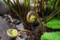 Athyrium filix-femina or lady fern unrolling new leaves