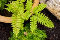 Athyrium filix femina Plant Fern Leaves Royalty Free Stock Photo