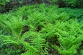 Athyrium fÃÂ­lix-femina Royalty Free Stock Photo